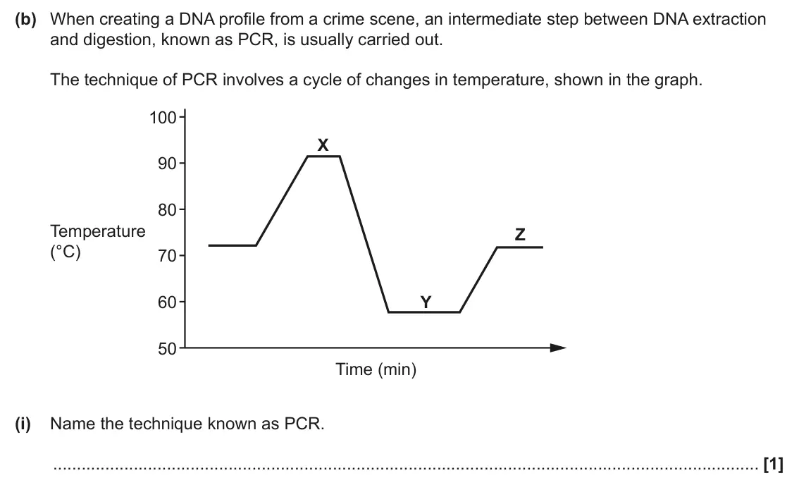 June 2024 Paper 2, question 16(b)(i): Name the technique known as PCR. [1]