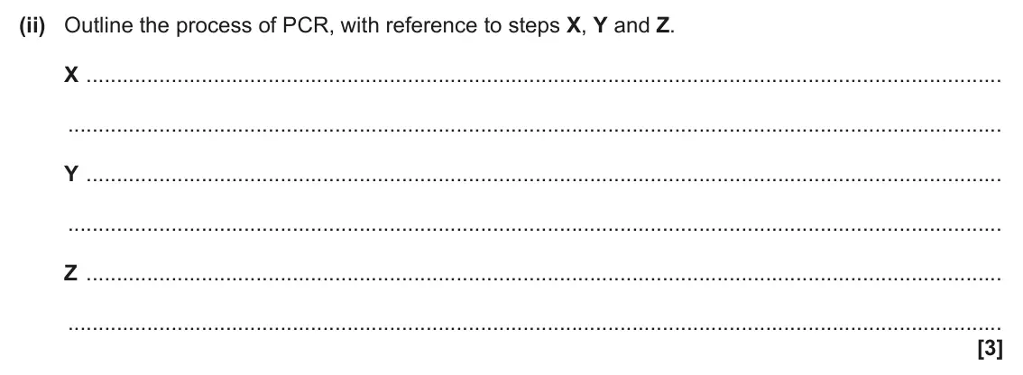 June 2024 Paper 2, question 16(b)(ii): Outline the process of PCR, with reference to steps X, Y and Z. X Y Z [3]