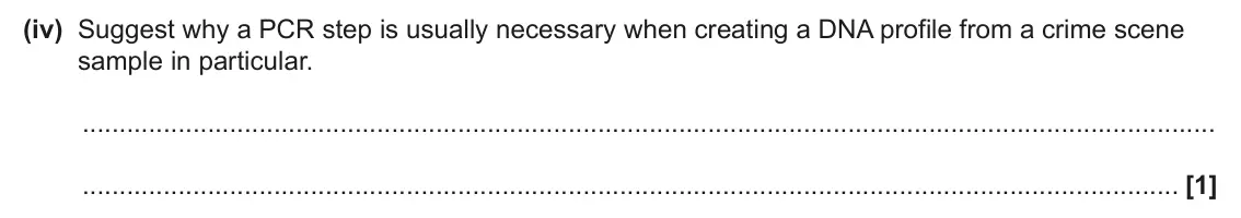 June 2024 Paper 2, question 16(b)(iv): Suggest why a PCR step is usually necessary when creating a DNA profile from a crime scene sample in particular. [1]