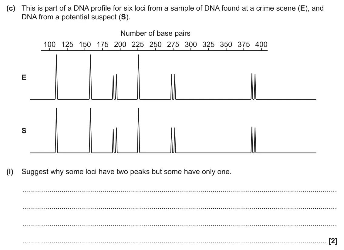 June 2024 Paper 2, question 16(c)(i): Suggest why some loci have two peaks but some have only one. [2]