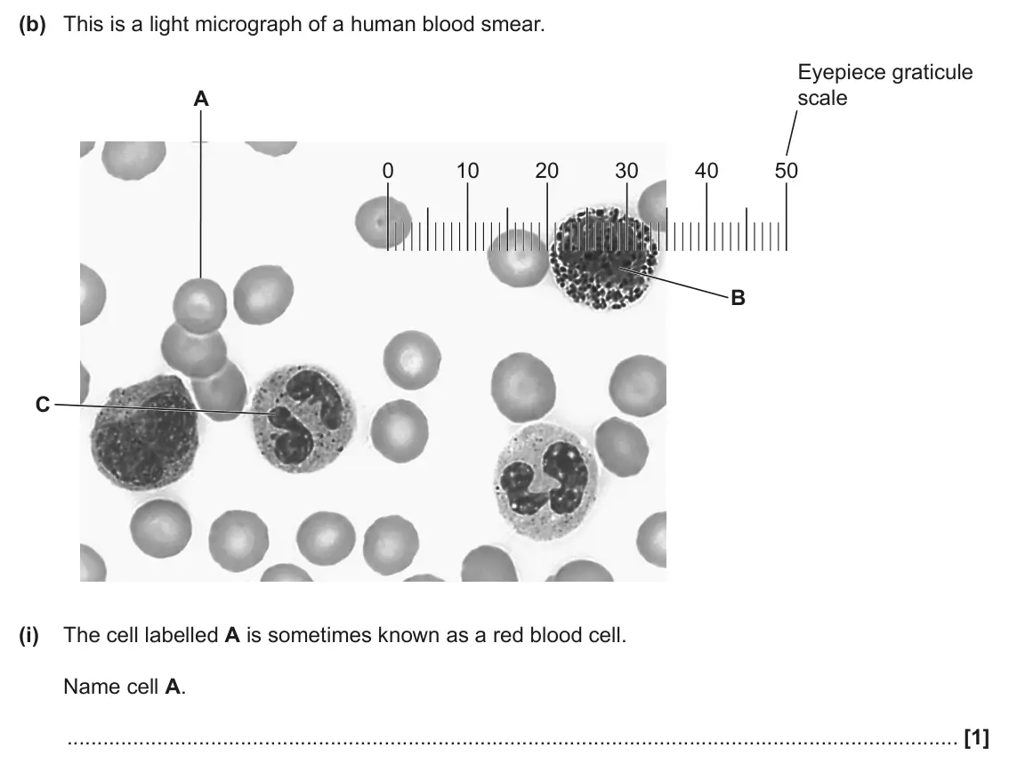 June 2024 Paper 2, question 17(b)(i): The cell labelled A is sometimes known as a red blood cell. Name cell A. [1]