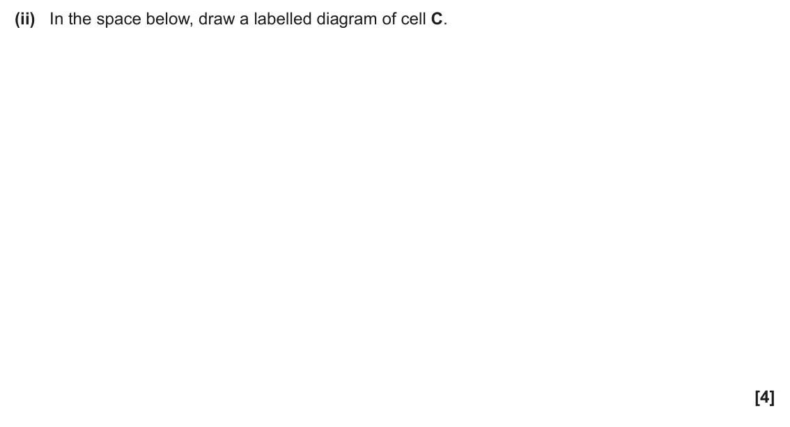 June 2024 Paper 2, question 17(b)(ii): In the space below, draw a labelled diagram of cell C. [4]