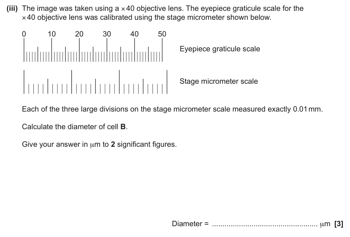 June 2024 Paper 2, question 17(b)(iii): The image was taken using a × 40 objective lens. The eyepiece graticule scale for the × 40 objective lens was calibrated using the stage micrometer shown below.