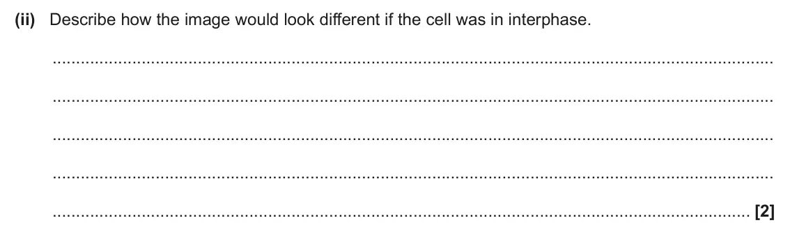 June 2024 Paper 2, question 21(a)(ii): Describe how the image would look different if the cell was in interphase. [2]