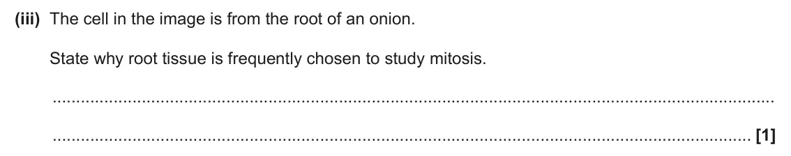 June 2024 Paper 2, question 21(a)(iii): The cell in the image is from the root of an onion. State why root tissue is frequently chosen to study mitosis. [1]
