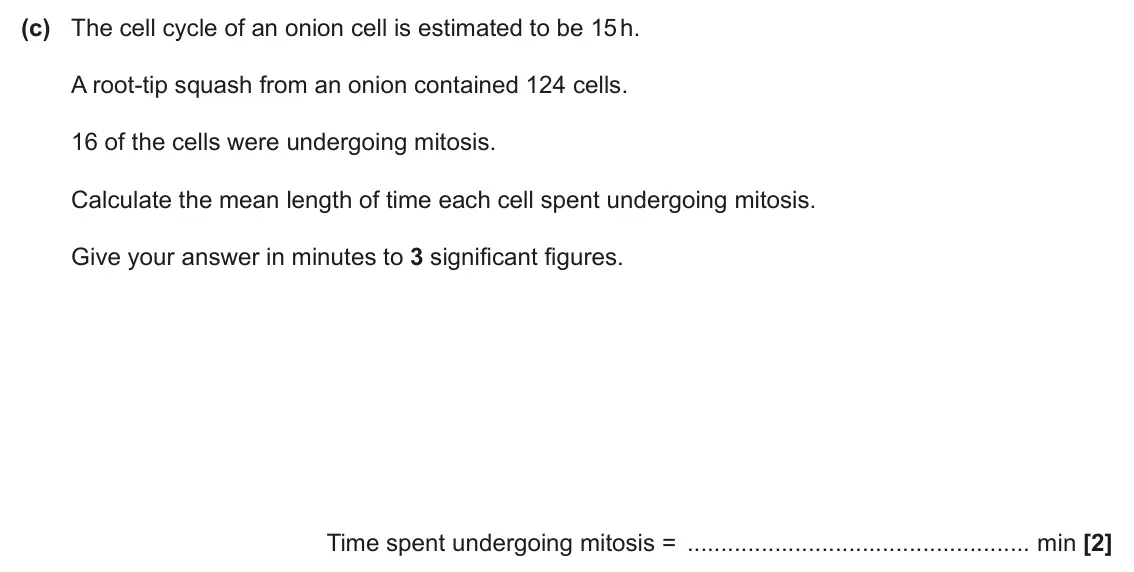 June 2024 Paper 2, question 21(c): The cell cycle of an onion cell is estimated to be 15 h. A root-tip squash from an onion contained 124 cells. 16 of the cells were undergoing mitosis. Calculate