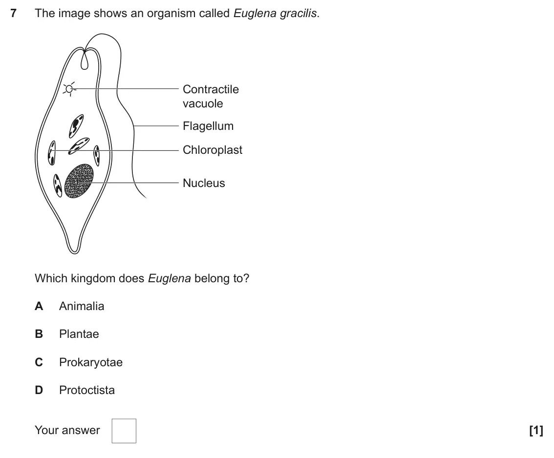 June 2025 Paper 2, question 7: The image shows an organism called Euglena gracilis. Contractile vacuole Flagellum Chloroplast Nucleus Which kingdom does Euglena belong to? A Animalia B Planta