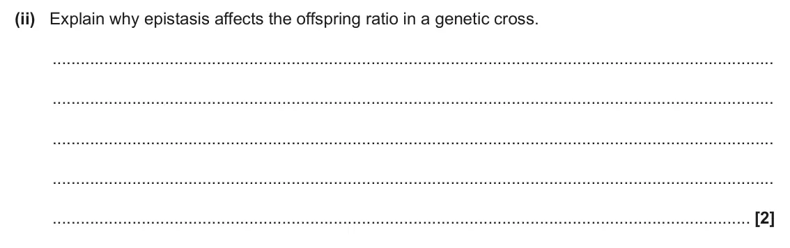 June 2025 Paper 2, question 20(a)(ii): Explain why epistasis affects the offspring ratio in a genetic cross. [2]