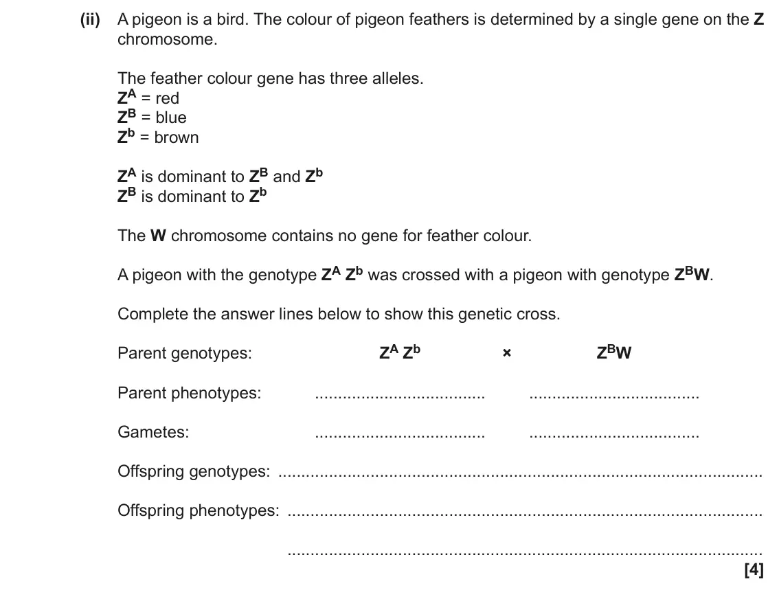 November 2021 Paper 2, question 19(a)(ii): A pigeon is a bird. The colour of pigeon feathers is determined by a single gene on the Z chromosome. The feather colour gene has three alleles. ZA = red ZB = b