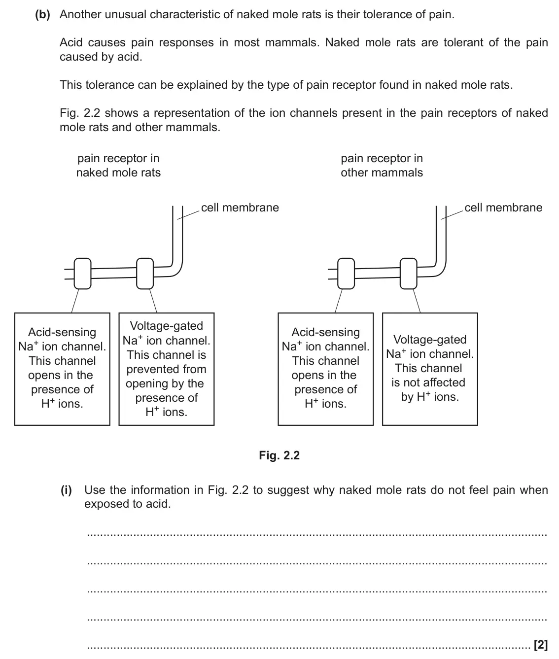 June 2019 Paper 3, question 2(b)(i): Use the information in Fig. 2.2 to suggest why naked mole rats do not feel pain when exposed to acid. [2]