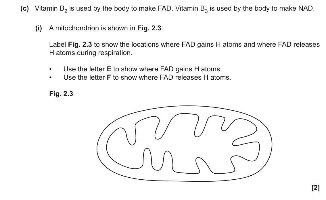 June 2023 Paper 3, question 2(c)(i): A mitochondrion is shown in Fig. 2.3. Label Fig. 2.3 to show the locations where FAD gains H atoms and where FAD releases H atoms during respiration. • Use the