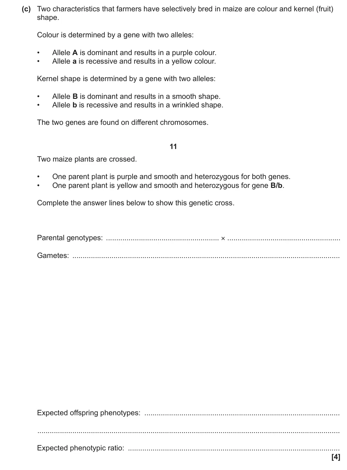 June 2023 Paper 3, question 3(c): Two characteristics that farmers have selectively bred in maize are colour and kernel (fruit) shape. Colour is determined by a gene with two alleles: • Allele A