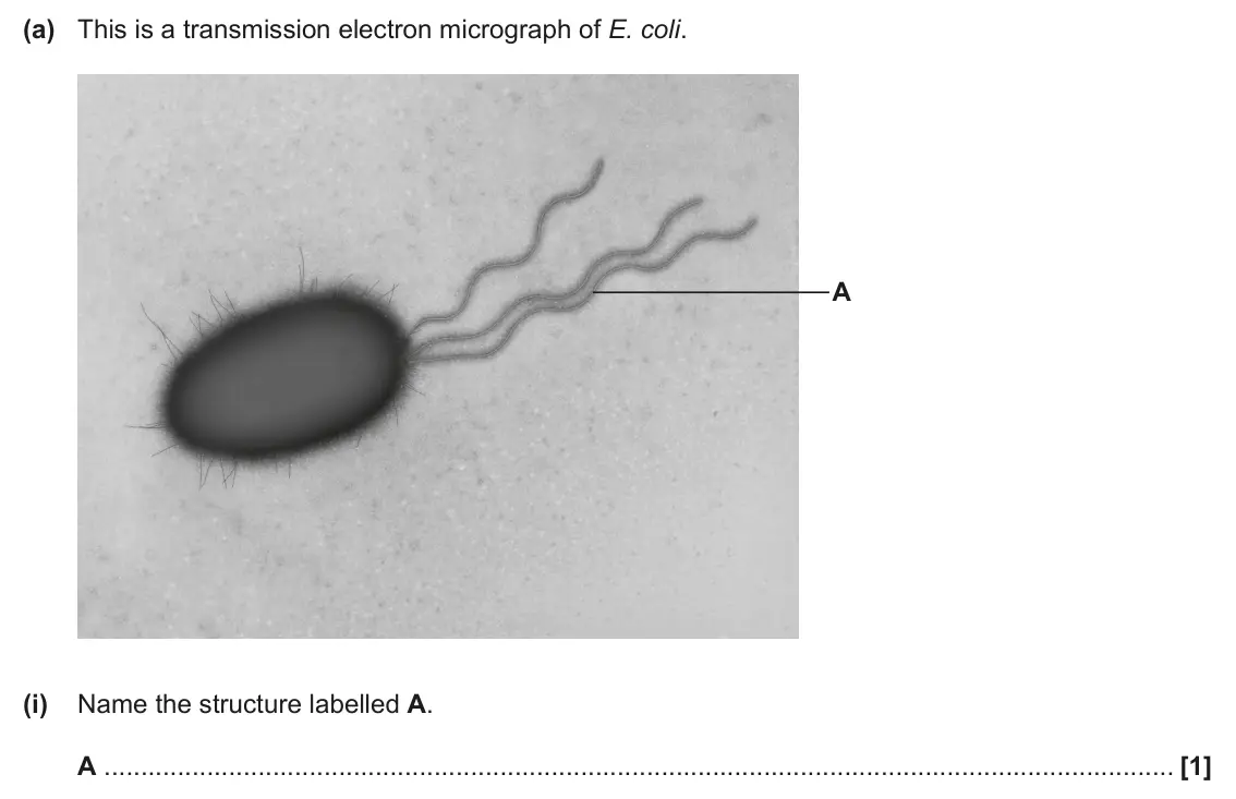 June 2024 Paper 3, question 1(a)(i): Name the structure labelled A. A [1]