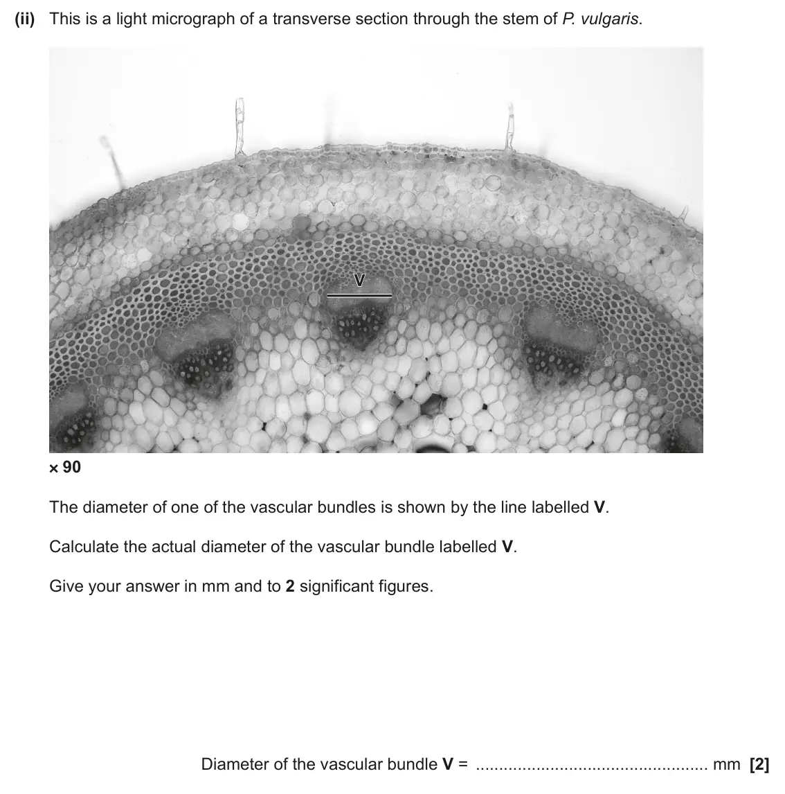 June 2024 Paper 3, question 3(b)(ii): This is a light micrograph of a transverse section through the stem of P. vulgaris. V × × 90 The diameter of one of the vascular bundles is shown by the line la