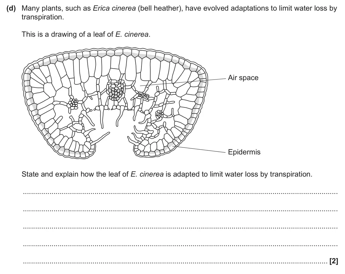 June 2024 Paper 3, question 3(d): Many plants, such as Erica cinerea (bell heather), have evolved adaptations to limit water loss by transpiration. This is a drawing of a leaf of E. cinerea. Air