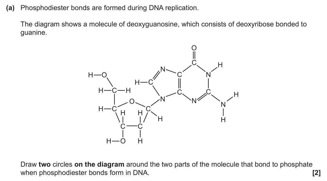 June 2024 Paper 3, question 4(a): Phosphodiester bonds are formed during DNA replication. The diagram shows a molecule of deoxyguanosine, which consists of deoxyribose bonded to guanine. O C H N