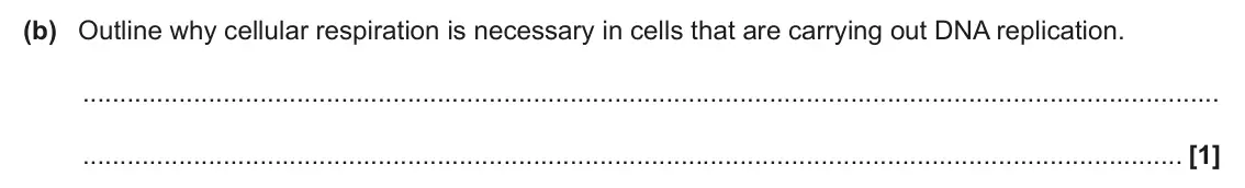June 2024 Paper 3, question 4(b): Outline why cellular respiration is necessary in cells that are carrying out DNA replication. [1]