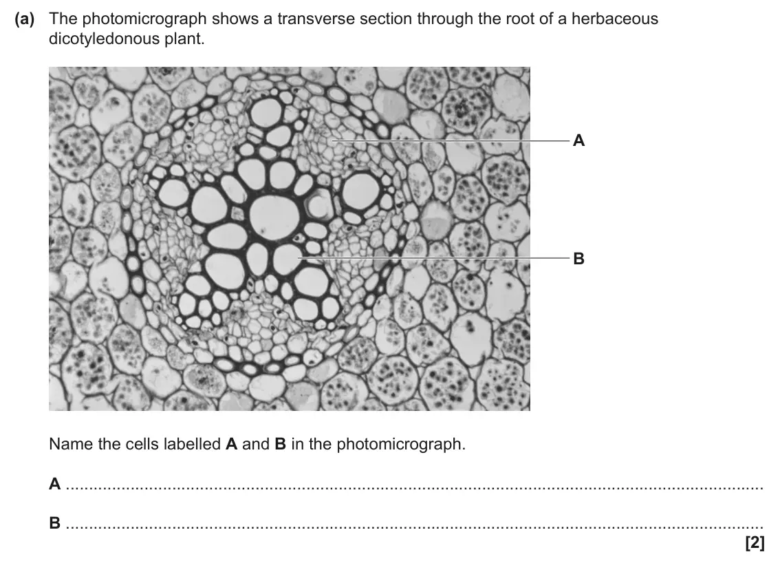 June 2025 Paper 3, question 1(a): The photomicrograph shows a transverse section through the root of a herbaceous dicotyledonous plant. A B Name the cells labelled A and B in the photomicrograph