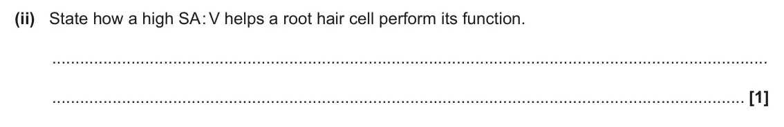 June 2025 Paper 3, question 1(b)(ii): State how a high SA : V helps a root hair cell perform its function. [1]