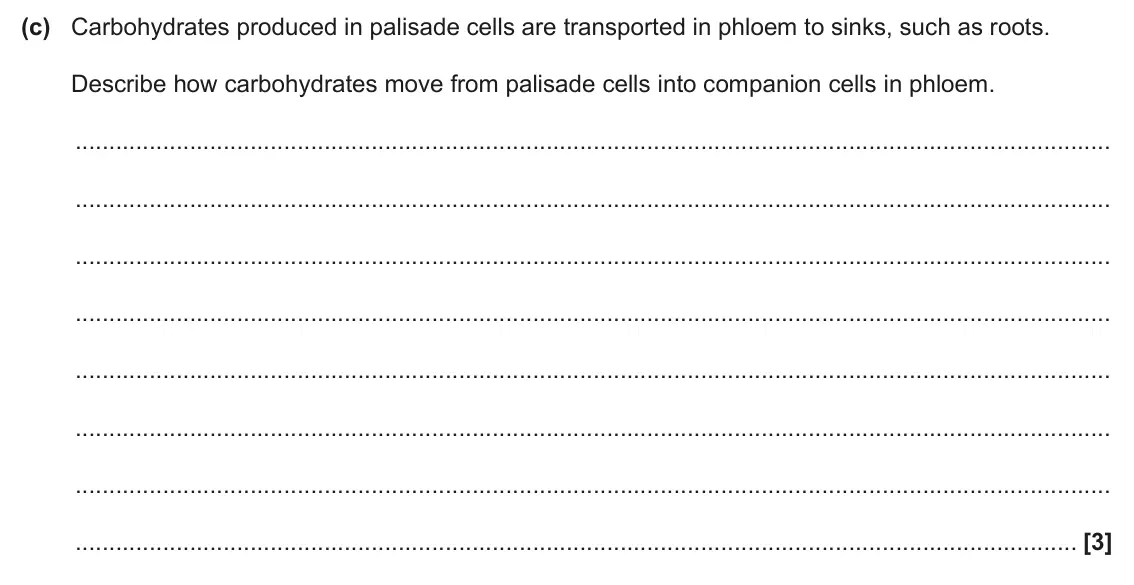 June 2025 Paper 3, question 1(c): Carbohydrates produced in palisade cells are transported in phloem to sinks, such as roots. Describe how carbohydrates move from palisade cells into companion c
