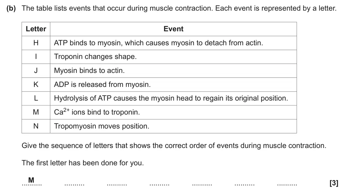 June 2025 Paper 3, question 3(b): The table lists events that occur during muscle contraction. Each event is represented by a letter. Letter Event H ATP binds to myosin, which causes myosin to d