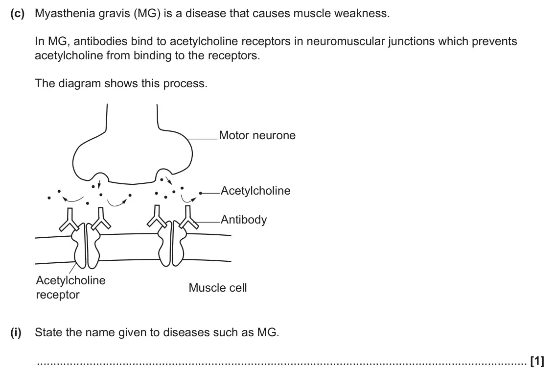 June 2025 Paper 3, question 3(c)(i): State the name given to diseases such as MG. [1]