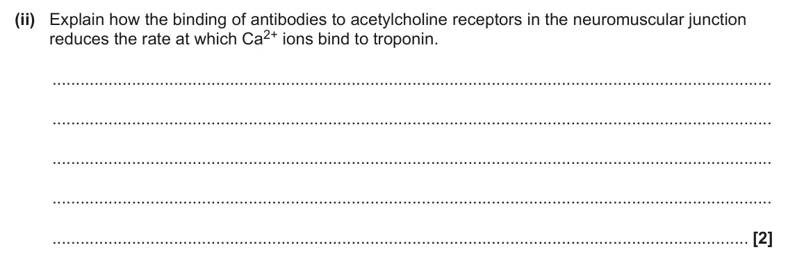 June 2025 Paper 3, question 3(c)(ii): Explain how the binding of antibodies to acetylcholine receptors in the neuromuscular junction reduces the rate at which Ca2+ ions bind to troponin. [2]