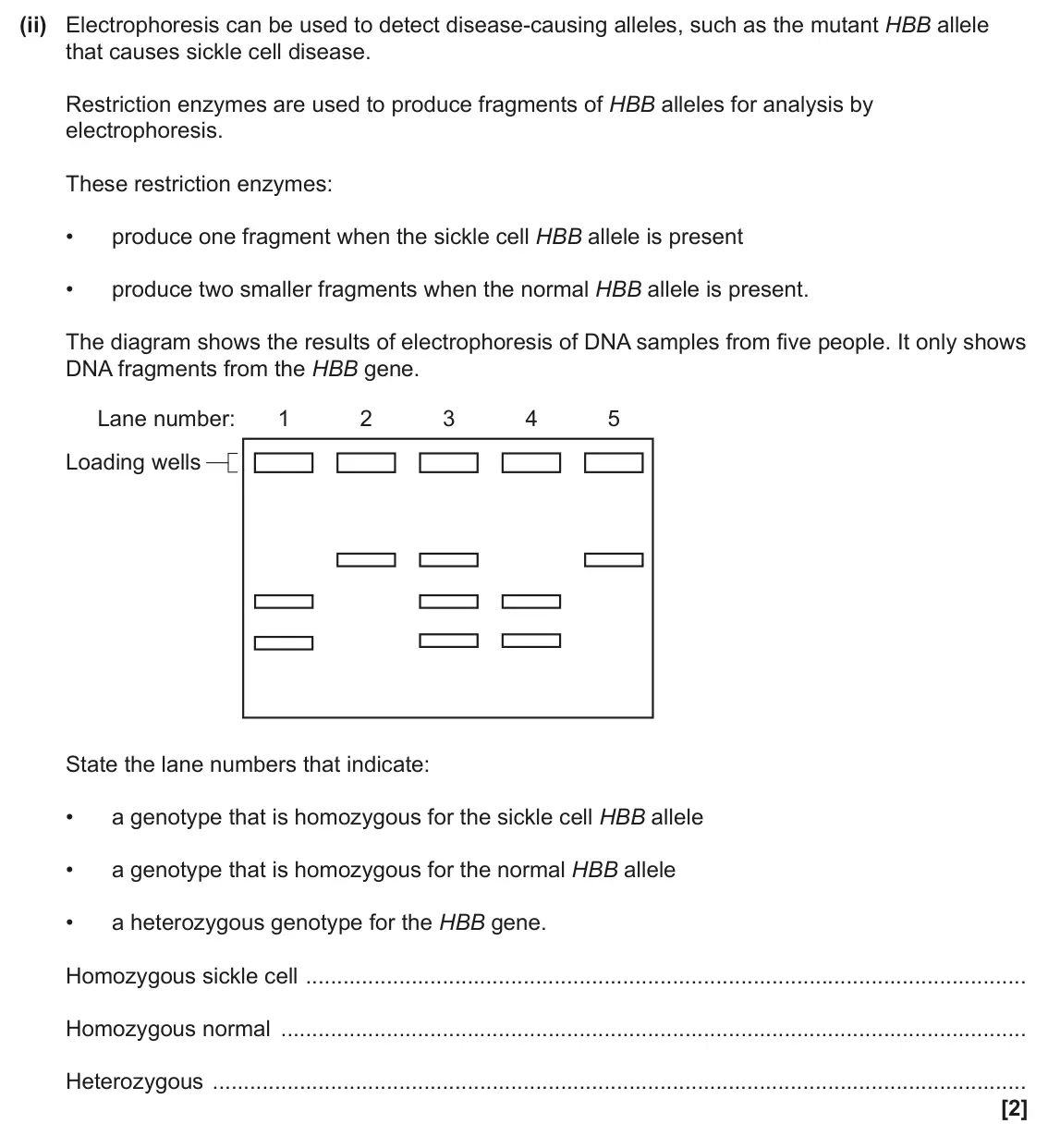 June 2025 Paper 3, question 4(d)(ii): Electrophoresis can be used to detect disease‑causing alleles, such as the mutant HBB allele that causes sickle cell disease. Restriction enzymes are used to pr