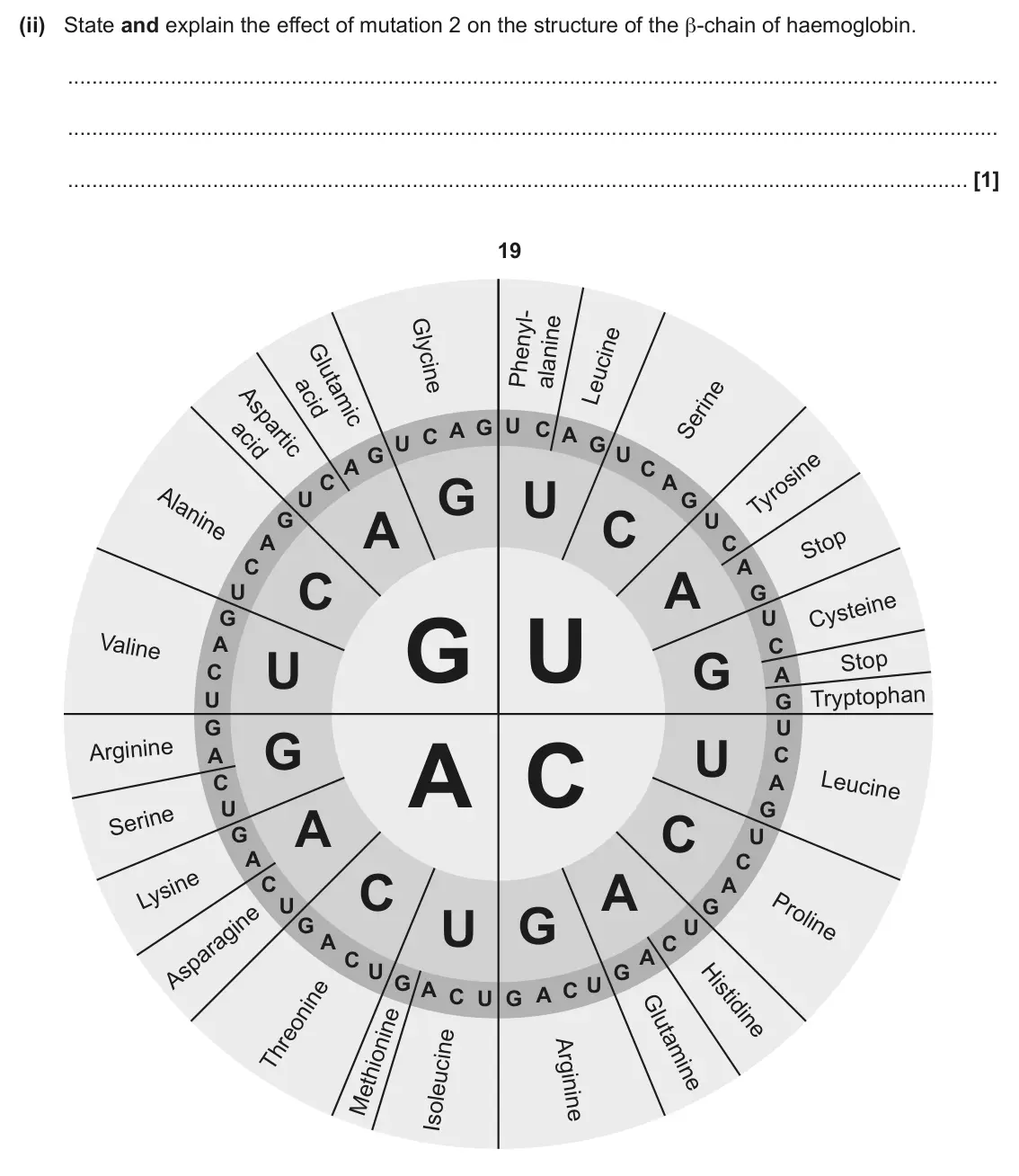 June 2025 Paper 3, question 6(a)(ii): State and explain the effect of mutation 2 on the structure of the β‑chain of haemoglobin. [1] 19 U G A C C A G U G U U C A C G U A G A C G U C C A C A A U G Cy
