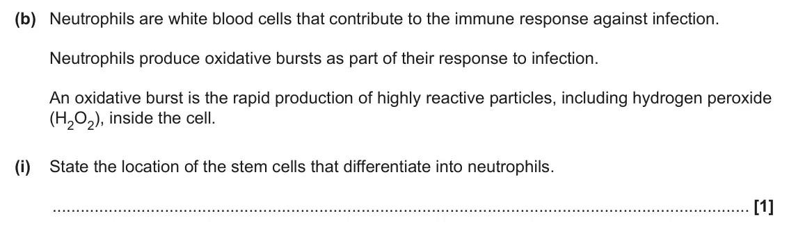 June 2025 Paper 3, question 7(b)(i): State the location of the stem cells that differentiate into neutrophils. [1]