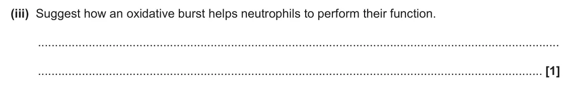 June 2025 Paper 3, question 7(b)(iii): Suggest how an oxidative burst helps neutrophils to perform their function. [1]