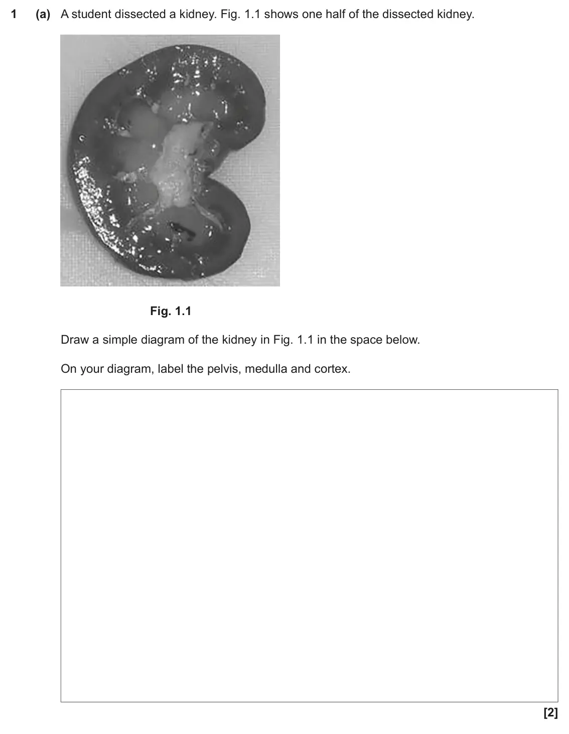 November 2020 Paper 3, question 1(a): A student dissected a kidney. Fig. 1.1 shows one half of the dissected kidney. Fig. 1.1 Draw a simple diagram of the kidney in Fig. 1.1 in the space below. On y