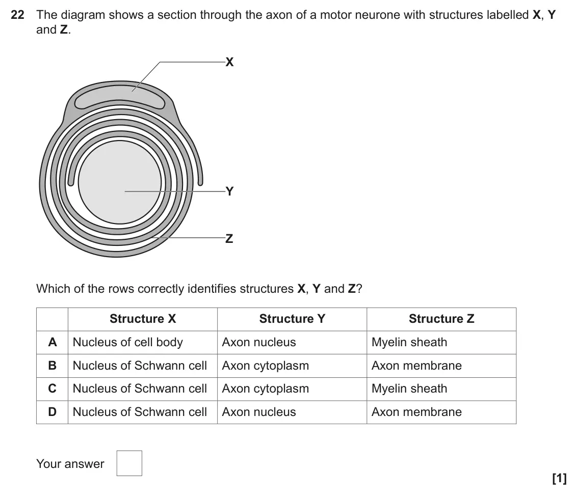 June 2022 Paper 1, question 22: The diagram shows a section through the axon of a motor neurone with structures labelled X, Y and Z. X Y Z Which of the rows correctly identifies structures X, 