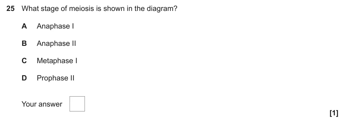 June 2022 Paper 1, question 25: What stage of meiosis is shown in the diagram? A Anaphase I B Anaphase II C Metaphase I D Prophase II Your answer [1]