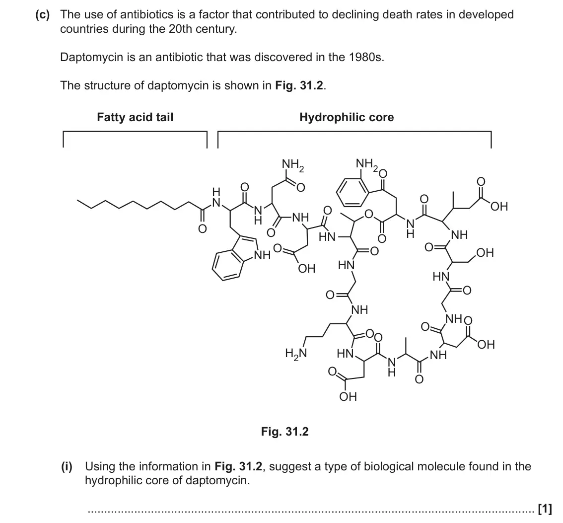 June 2022 Paper 1, question 31(c)(i): Using the information in Fig. 31.2, suggest a type of biological molecule found in the hydrophilic core of daptomycin. [1]