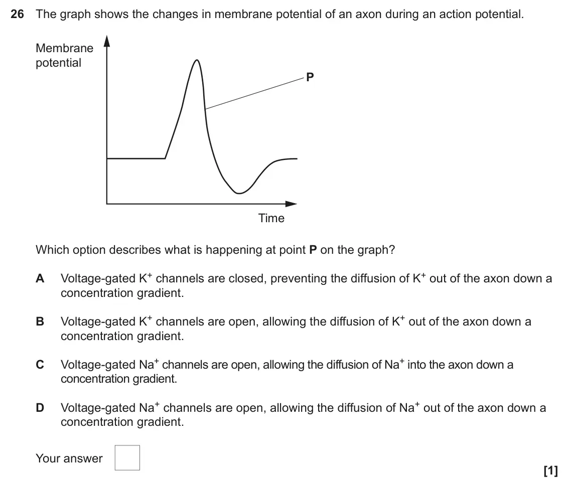 June 2023 Paper 1, question 26: The graph shows the changes in membrane potential of an axon during an action potential. Membrane potential P Time Which option describes what is happening at p