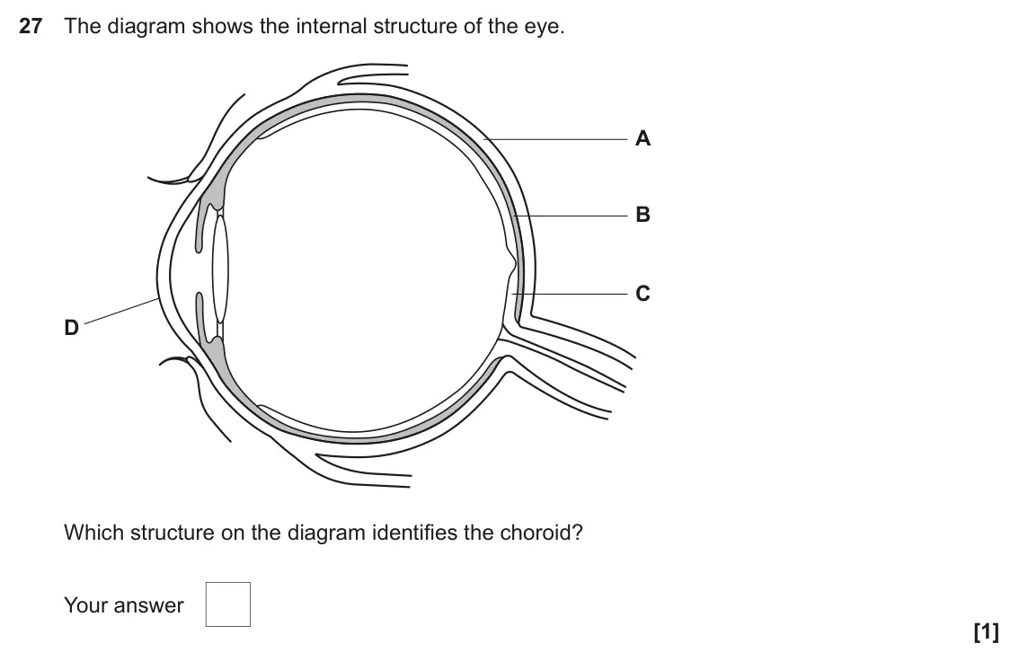 June 2023 Paper 1, question 27: The diagram shows the internal structure of the eye. A B C D Which structure on the diagram identifies the choroid? Your answer [1]
