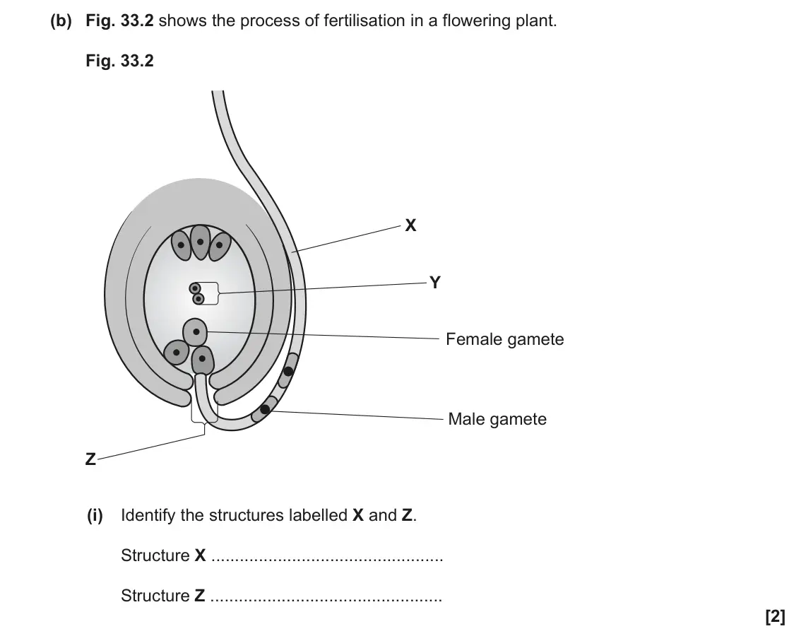 June 2023 Paper 1, question 33(b)(i): Identify the structures labelled X and Z. Structure X Structure Z [2]
