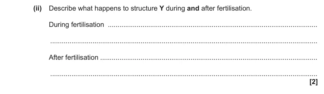 June 2023 Paper 1, question 33(b)(ii): Describe what happens to structure Y during and after fertilisation. During fertilisation After fertilisation [2]