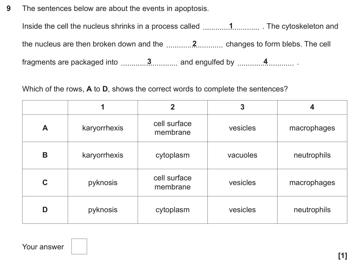 June 2024 Paper 1, question 9: The sentences below are about the events in apoptosis. 1 Inside the cell the nucleus shrinks in a process called . The cytoskeleton and 2 the nucleus are then b