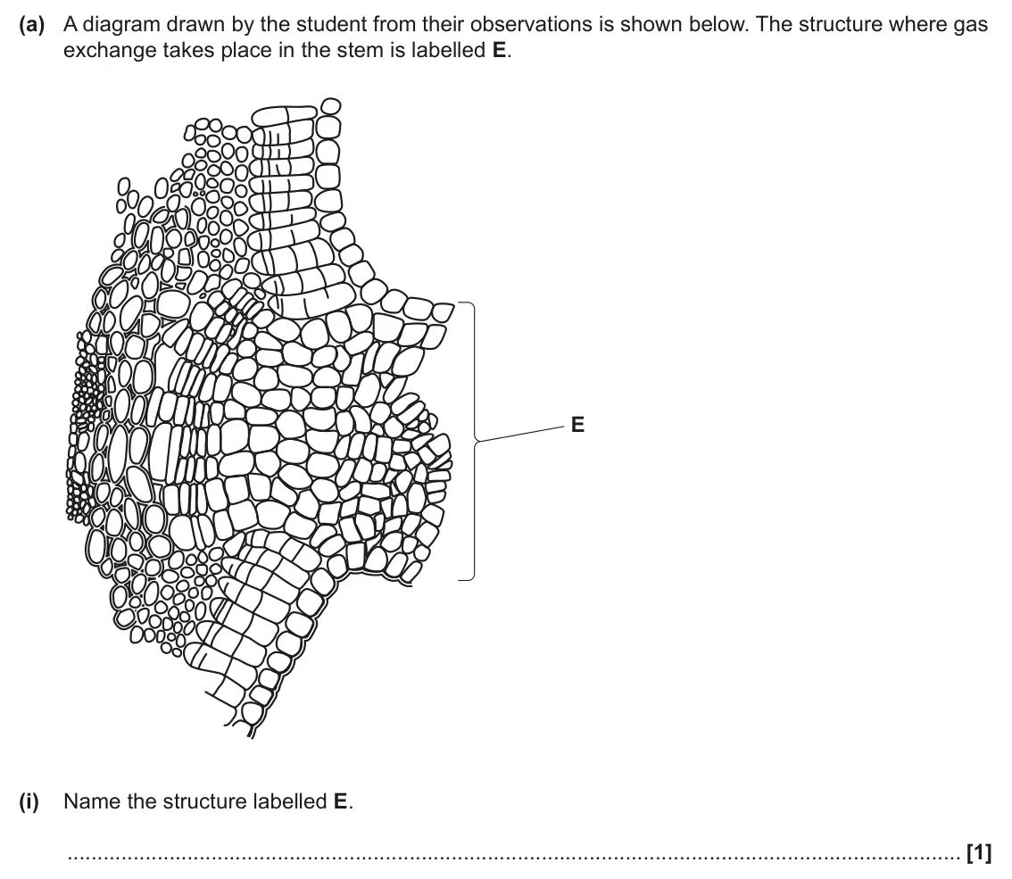 June 2024 Paper 1, question 33(a)(i): Name the structure labelled E. [1]