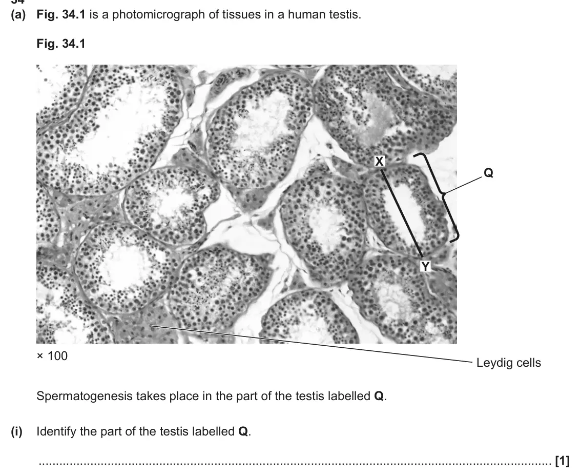June 2024 Paper 1, question 34(a)(i): Identify the part of the testis labelled Q. [1]