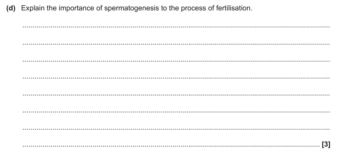 June 2024 Paper 1, question 34(d): Explain the importance of spermatogenesis to the process of fertilisation. [3]