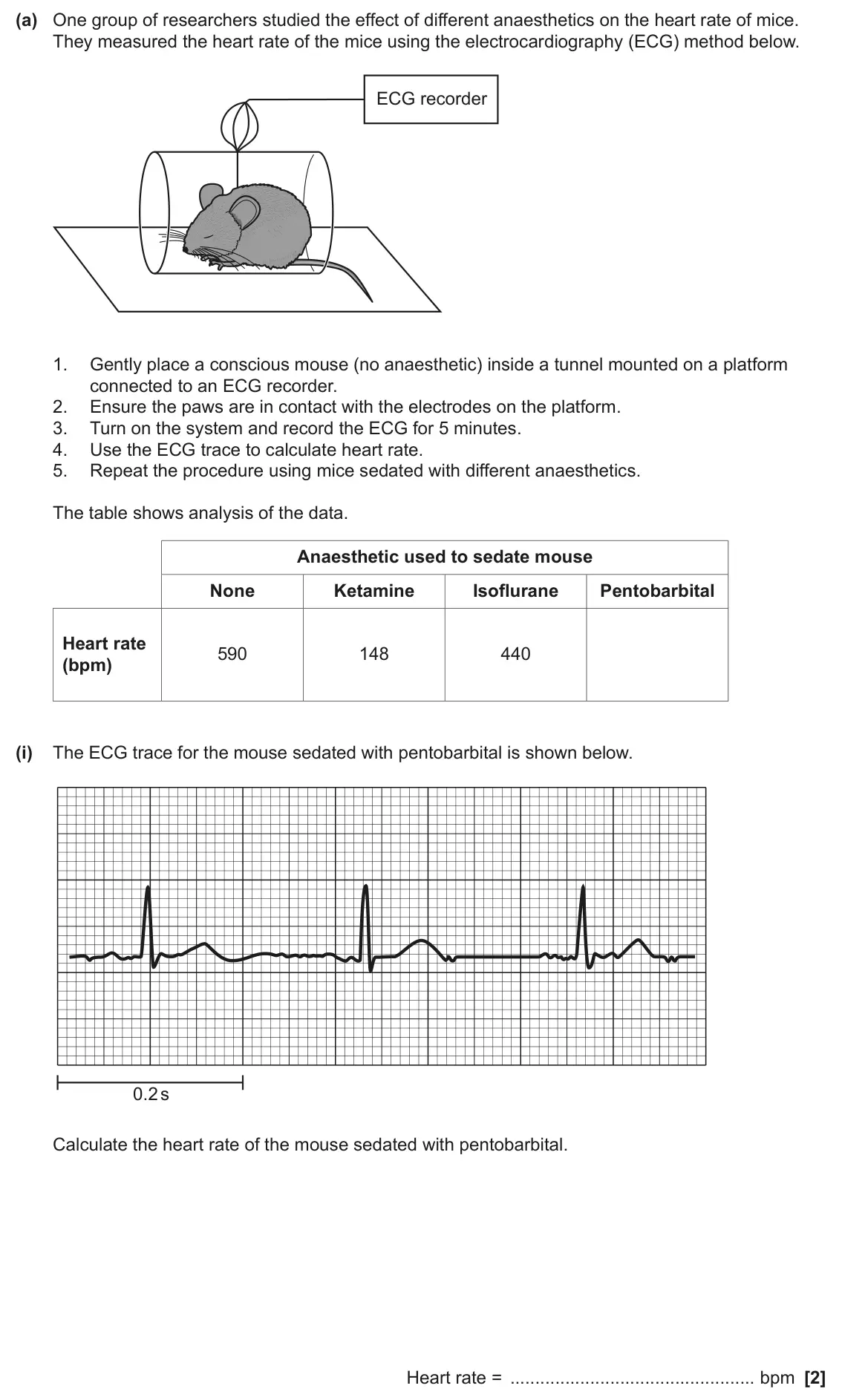 June 2024 Paper 1, question 37(a)(i): The ECG trace for the mouse sedated with pentobarbital is shown below. 0.2 s Calculate the heart rate of the mouse sedated with pentobarbital. Heart rate = bpm