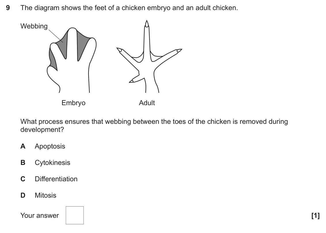 June 2025 Paper 1, question 9: The diagram shows the feet of a chicken embryo and an adult chicken. Webbing Embryo Adult What process ensures that webbing between the toes of the chicken is r