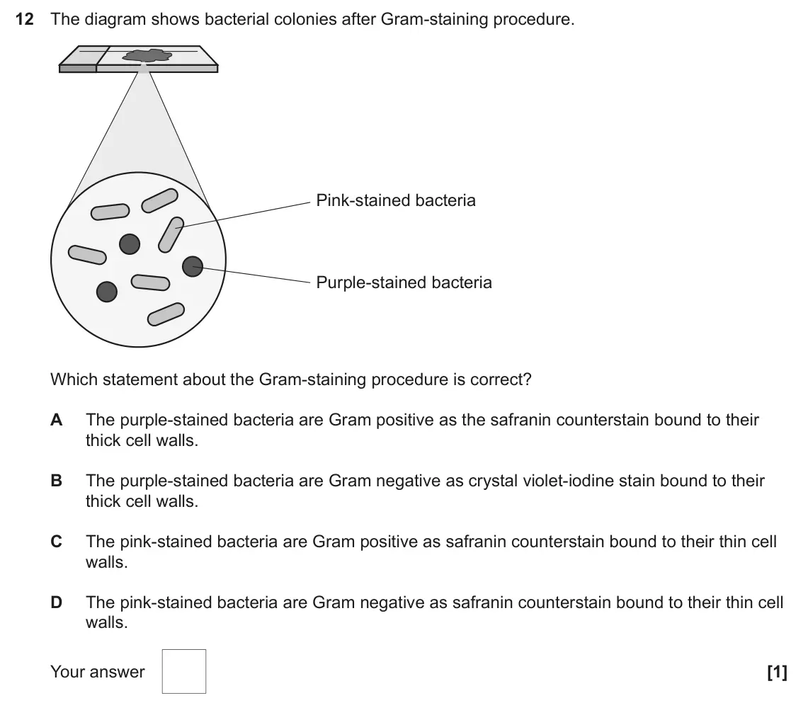 June 2025 Paper 1, question 12: The diagram shows bacterial colonies after Gram-staining procedure. Pink-stained bacteria Purple-stained bacteria Which statement about the Gram-staining proced