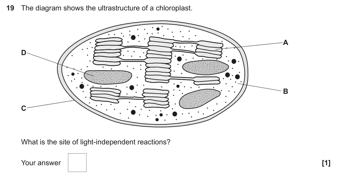 June 2025 Paper 1, question 19: The diagram shows the ultrastructure of a chloroplast. A D B C What is the site of light-independent reactions? Your answer [1]