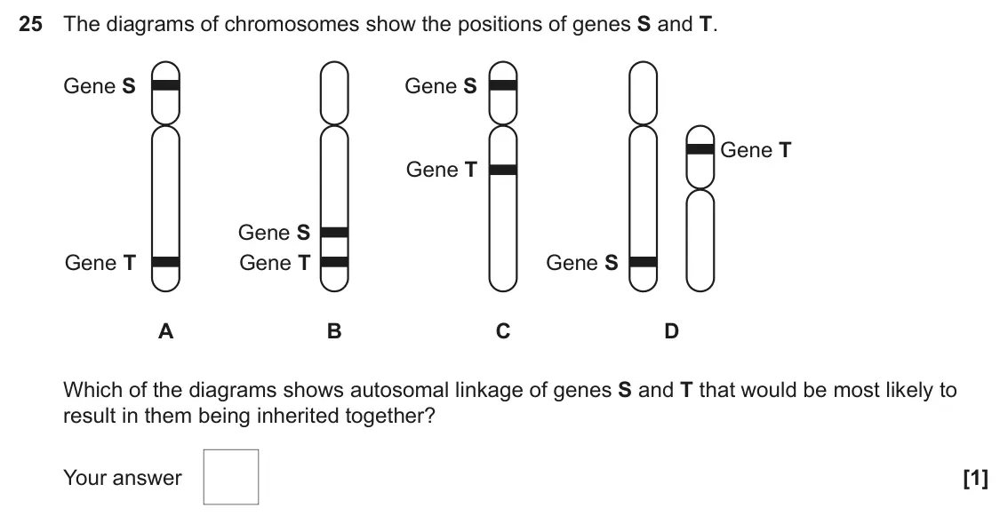 June 2025 Paper 1, question 25: The diagrams of chromosomes show the positions of genes S and T. Gene S Gene S Gene T Gene T Gene S Gene T Gene T Gene S A B C D Which of the diagrams shows aut