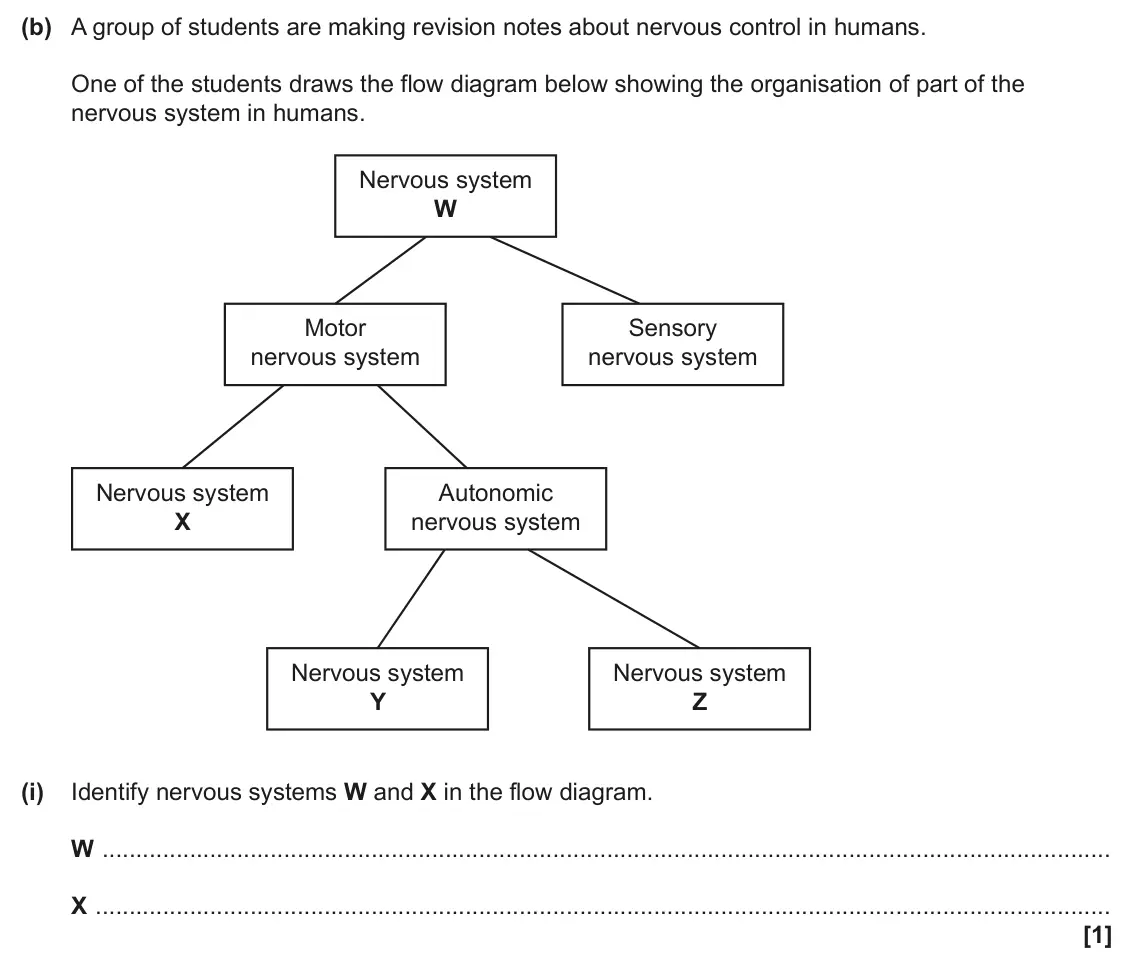 June 2025 Paper 1, question 31(b)(i): Identify nervous systems W and X in the flow diagram. W X [1]