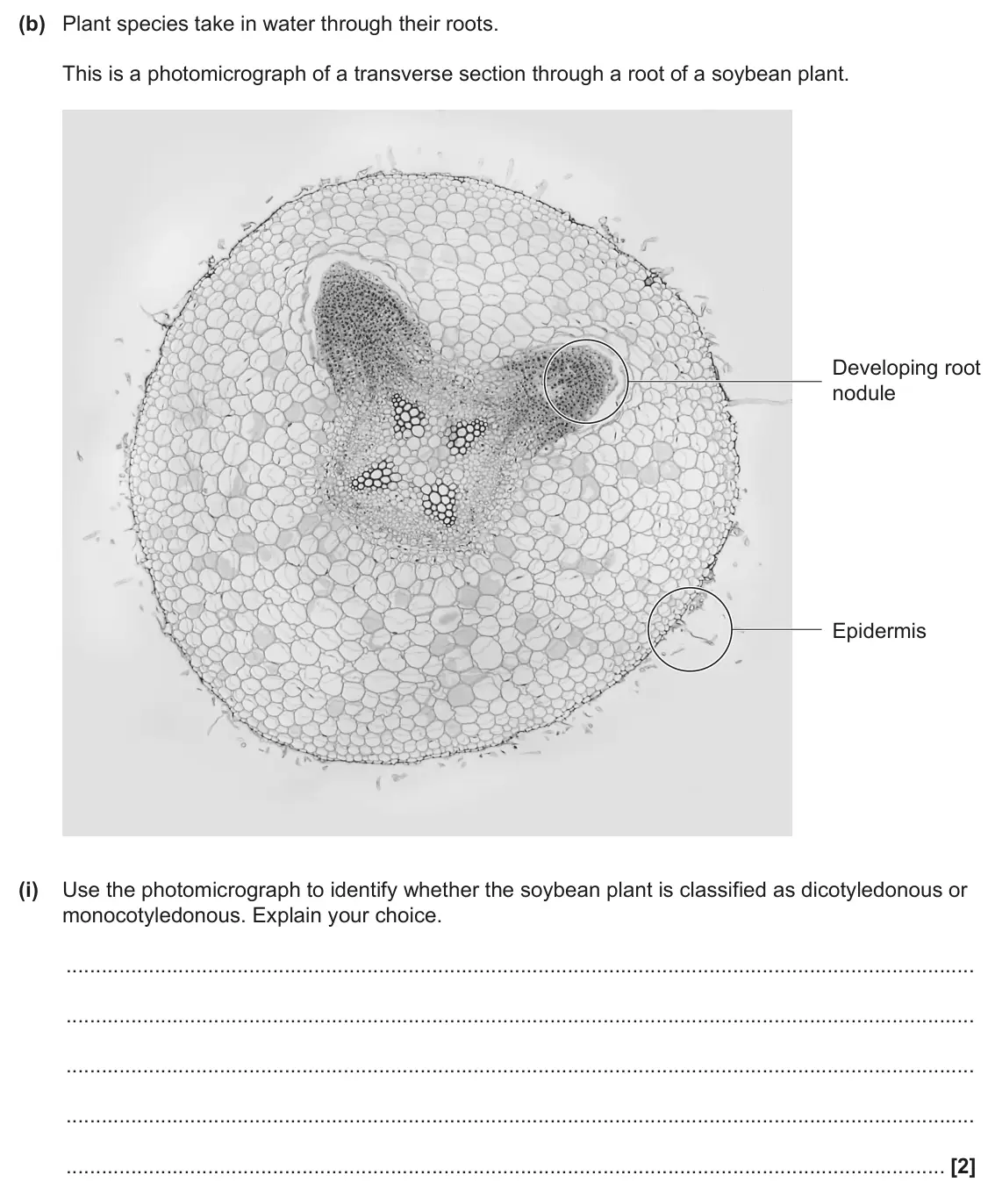June 2025 Paper 1, question 33(b)(i): Use the photomicrograph to identify whether the soybean plant is classified as dicotyledonous or monocotyledonous. Explain your choice. [2]